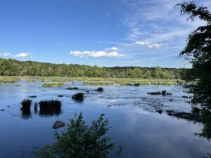A view of the spider lilies on the Catawba River at Landsford Canal State Park